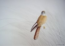 American_Kestrel_60.jpg