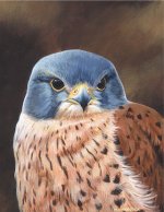 PSkestrel.jpg