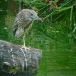 bc night heron.juv.jpg