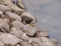 5)Grey Wagtail.JPG