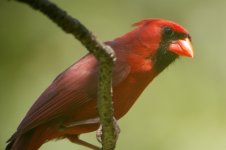 CARDINAL21.jpg