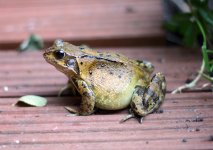 Frog-Or-Toad.jpg