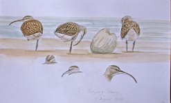 Whimbrel copy.jpg