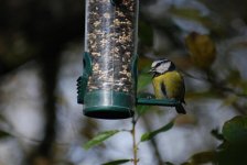 blue tit at feeders.jpg