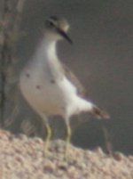 Unkown Shorebird Baja.jpg