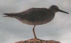 Unknown Shorebird Baja.jpg