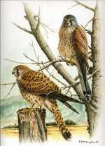 Kestrels.pair.jpg