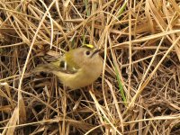 goldcrest_6oct07_800l_20.jpg