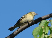 Bay-breasted warbler.jpg