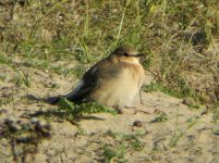 X WHEATEAR GUNN HILL BURNHAM OS 260807.jpg