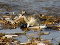 KNOT TITCHWELL BEACH 250807.jpg