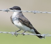 EasternKingbird.jpg