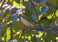 Blueheaded Vireo.jpg