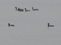 Greater Scaup.jpg