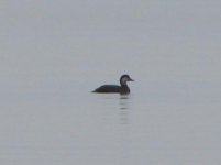 Black Scoter.jpg