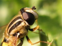 helophilus_trittivatus_detail_29aug07_800l_20.jpg