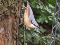 Nuthatch.JPG