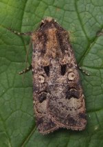 crescent moth 21 Sep.jpg