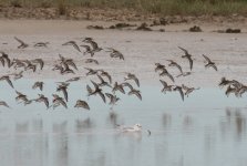 curlew sand.JPG