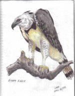 Harpy Eagle2.jpg