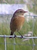 Whinchat 1.jpg