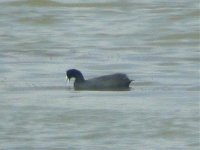 Crested Coot 01 copy.jpg