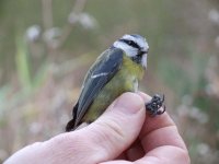 bluetit.jpg