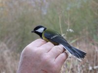 greattit.jpg