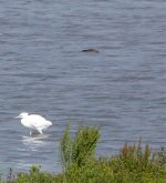 Little egret (23).jpg