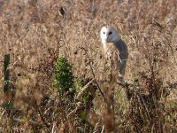 Barn Owl 03 copy.jpg