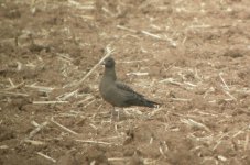 East Bridgford Long Tailed Skua 1.jpg