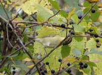 Tennesse Warbler.jpg