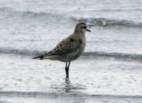 Golden-Plover.jpg