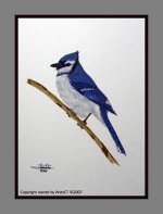 blue jay.jpg