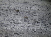 CurlSand & 2 Dunlin.jpg