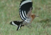 3Hoopoe.JPG