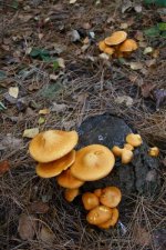 Fungi 20 (Medium).JPG