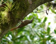 Woodcreeper50225.jpg