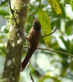 Woodcreeper50226.jpg