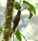 Woodcreeper50228.jpg