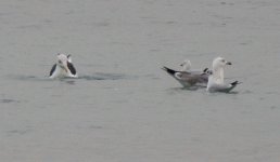 gulls05.jpg