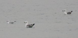 gulls06.jpg