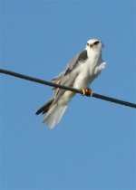 black-shouldered kite.JPG