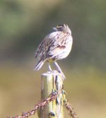 Eastern Meadowlark 100_4977.jpg