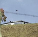 Black-chested Buzzard-EaglesDSCF6089.jpg