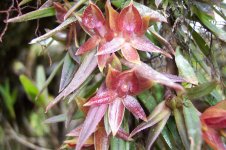 Near Paramo Orchid 100_4986.jpg