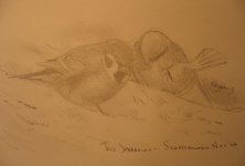 Tree Sparrows 5.jpg