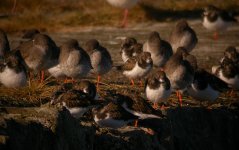 Wader flock Girdle Ness 281007b.jpg