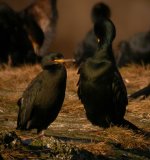 Shags Girdle Ness 281007a.jpg