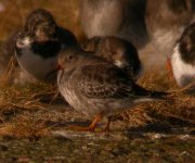 Purple Sandpiper Girdle Ness 281007a.jpg